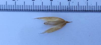 Click for 2 image(s) for this accession. Spikelet